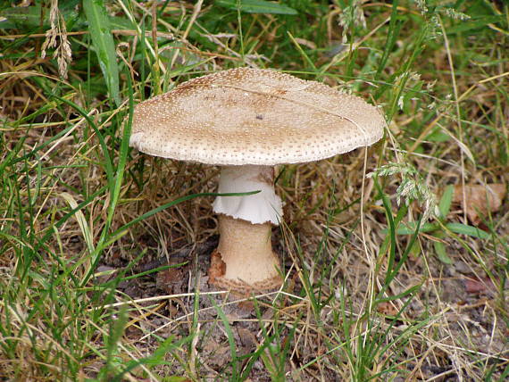 muchotrávka červenkastá  Amanita rubescens Pers.