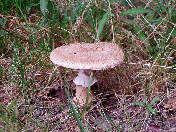 muchotrávka červenkastá  Amanita rubescens Pers.