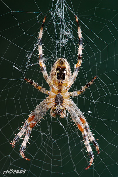 križiak obyčajný Araneus diadematus