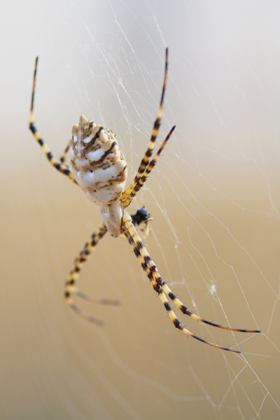 križiak Argiope lobata