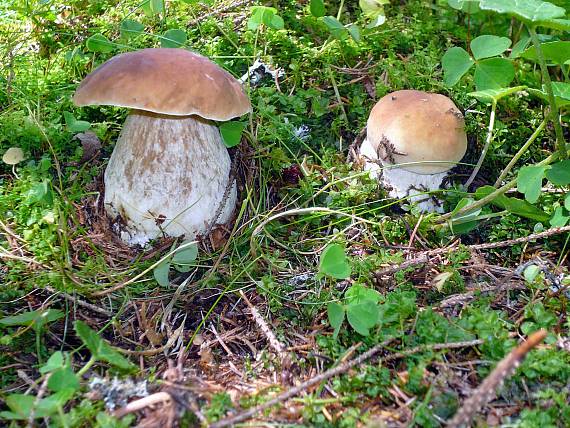 hríb smrekový Boletus edulis Bull.