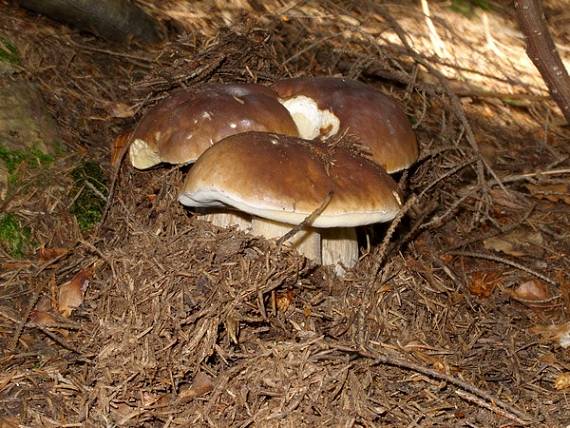 hríb smrekový Boletus edulis Bull.