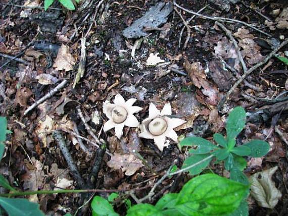 hviezdovka Ceastrum sp.