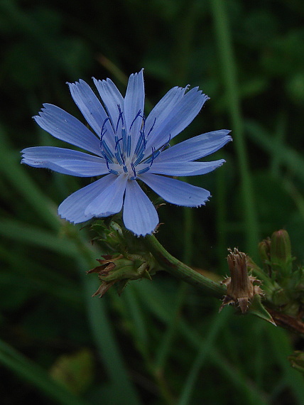 čakanka obyčajná Cichorium intybus L.