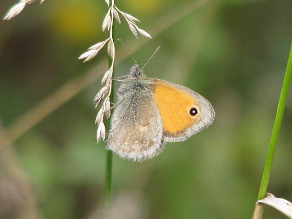 očkáň pohánkový Coenonympha pamphilus