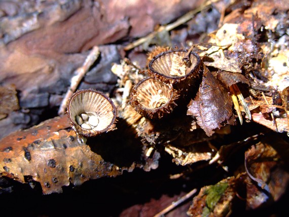 čiaškovec pásikavý Cyathus striatus (Huds.) Willd.