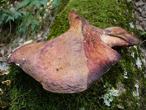 pečeňovec dubový Fistulina hepatica (Schaeff.) With.