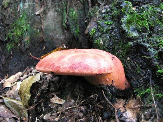 pečeňovec dubový Fistulina hepatica (Schaeff.) With.