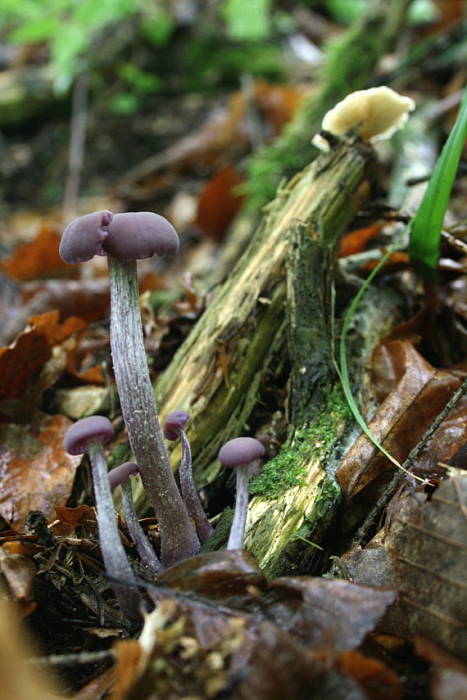 lakovka ametystová Laccaria amethystina (Huds.) Cooke