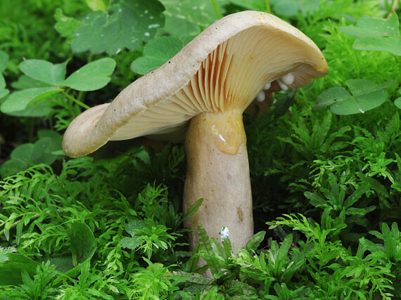 rýdzik Lactarius sp.