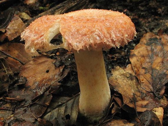 rýdzik   Lactarius sp.