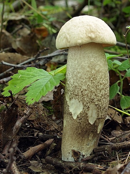 kozák topoľový Leccinum duriusculum (Schulzer ex Kalchbr.) Singer