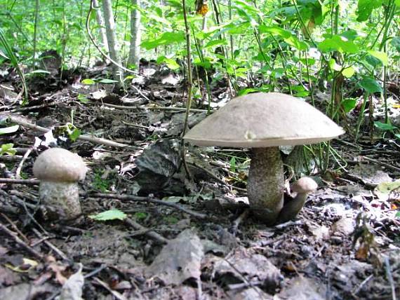 kozák topoľový Leccinum duriuskulum