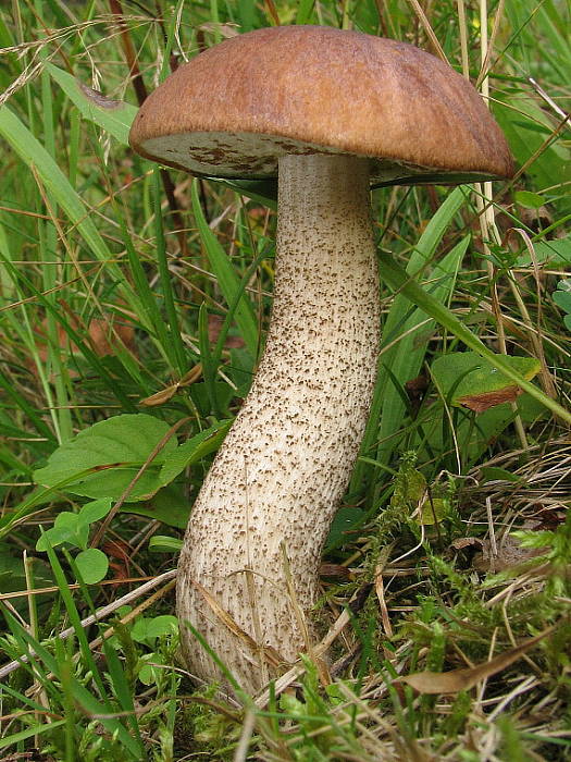 kozák brezový Leccinum scabrum (Bull.) Gray