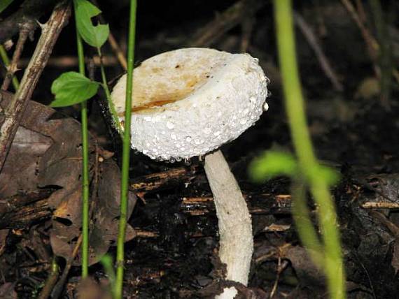 kozák Leccinum sp.