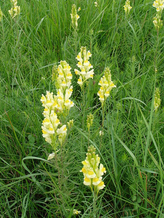 pyštek obyčajný Linaria vulgaris  Mill.