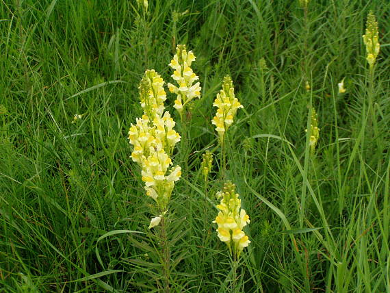 pyštek obyčajný Linaria vulgaris Mill.