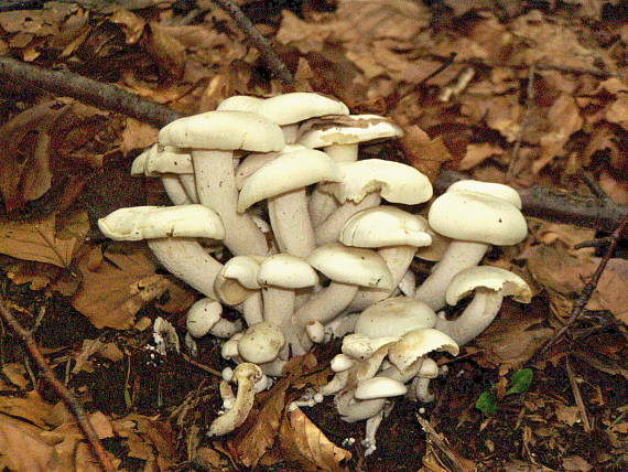 strmulec biely  Lyophyllum connatum (Schumach.) Singer