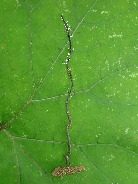 žezlovka bystrušková Ophiocordyceps entomorrhiza (Dicks.) G.H. Sung, J.M. Sung, Hywel-Jones & Spatafora