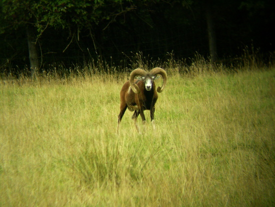 muflon Ovis orientalis musimon