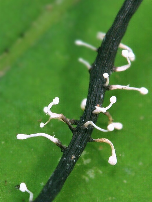 parazitická huba Polycephalomyces ramosus (Peck) Mains