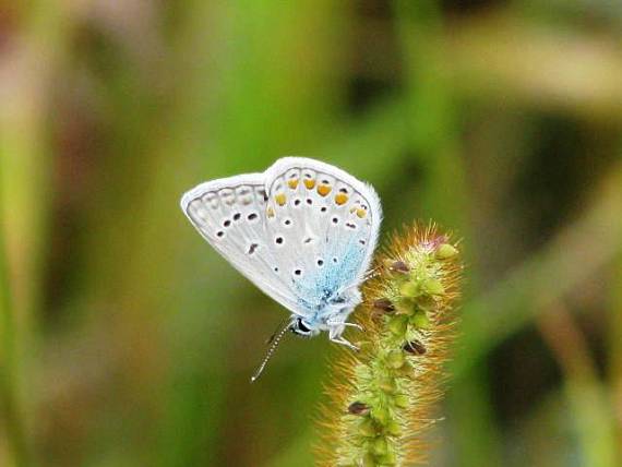 modráčik obyčajný Polyommatus icarus