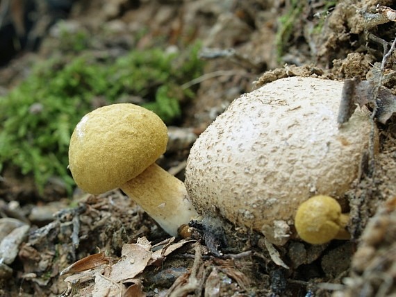 suchohríb cudzopasný Pseudoboletus parasiticus (Bull.) Šutara