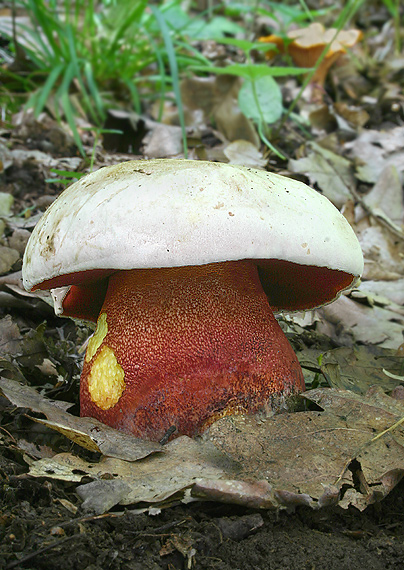 hríb purpurový Rubroboletus rhodoxanthus Kuan Zhao &amp; Zhu L. Yang