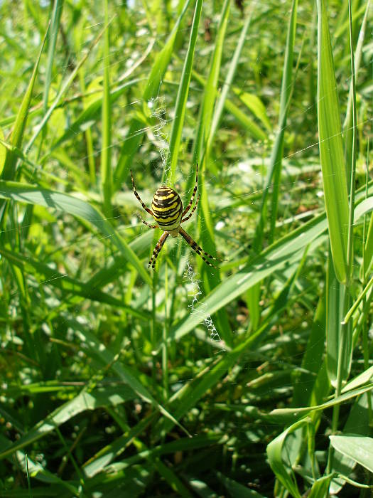 križiak pásavý - samička Argiope bruennichi