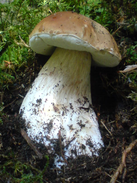 hríb smrekový Boletus edulis Bull.