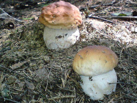 hríb smrekový Boletus edulis Bull.