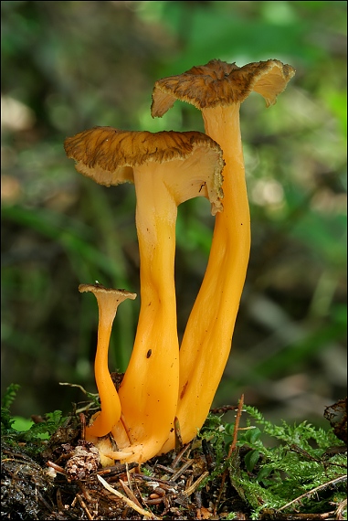 kuriatko žltohnedé Cantharellus lutescens Fr.