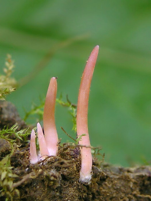 kyjačik pleťový Clavaria incarnata  Weinm.