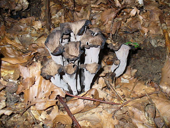 lievik trúbkovitý Craterellus cornucopioides (L.) Pers.