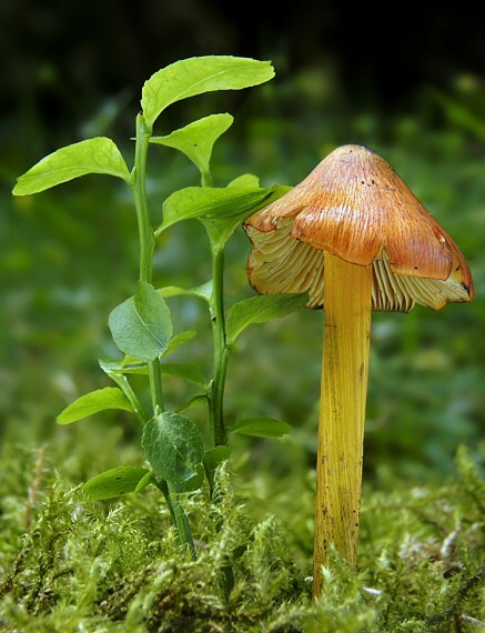 lúčnica kužeľovitá Hygrocybe conica (Schaeff.) P. Kumm.