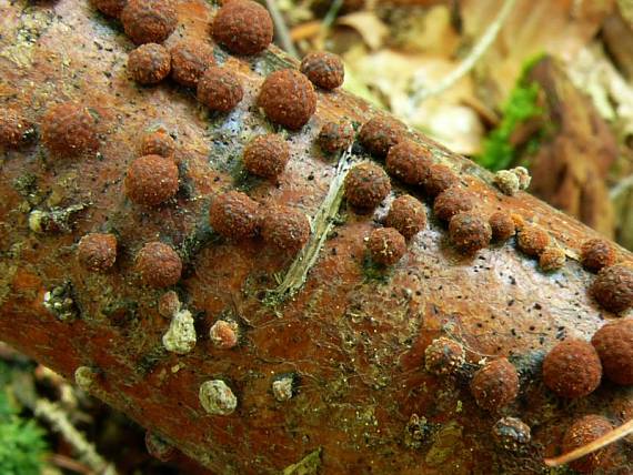 dřevomor červený - Drevovček bukový Hypoxylon fragiforme  (Pers.) J. Kickx f.