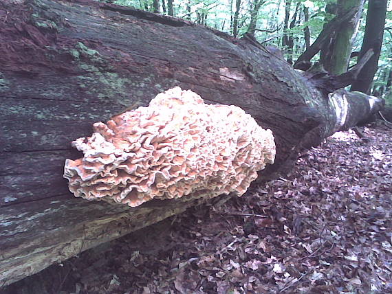 sírovec obyčajný Laetiporus sulphureus (Bull.) Murrill