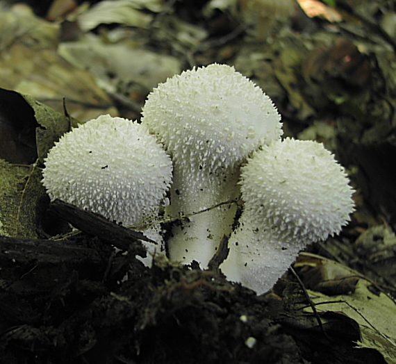 prášnica bradavičnatá  Lycoperdon perlatum  Pers.