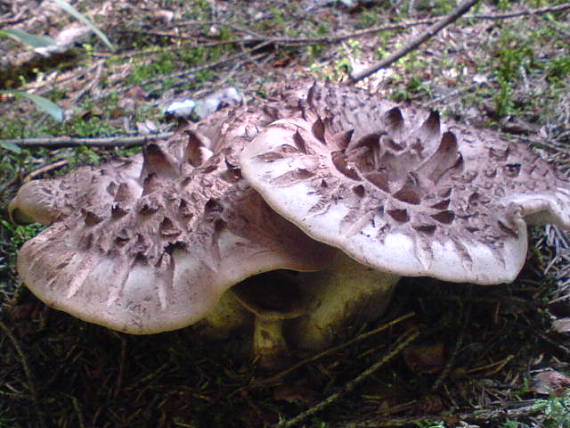 jelenkovec škridlicovitý Sarcodon imbricatus (L.) P. Karst.