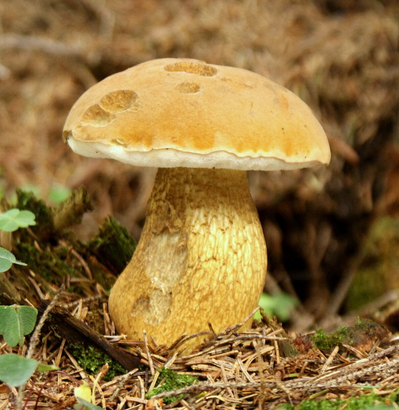 podhríb žlčový Tylopilus felleus (Bull.) P. Karst.