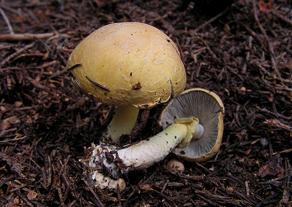 pečiarka Agaricus sp.