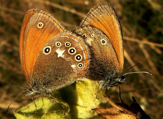 očkáň traslicový Coenonympha glycerion