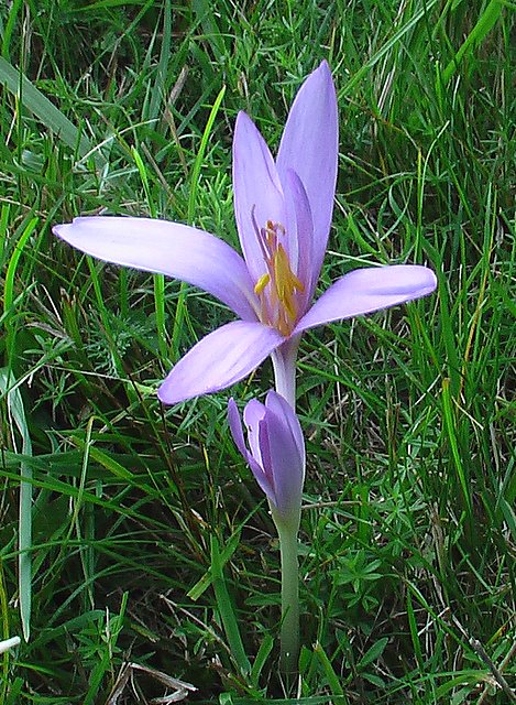 jesienka obyčajná  Colchicum autumnale