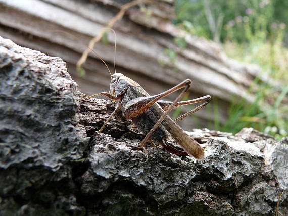 kobylka hryzavá  Decticus verrucivorus