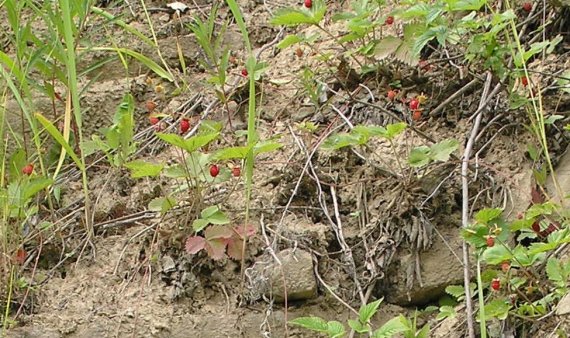 jahoda obyčajná Fragaria vesca L.