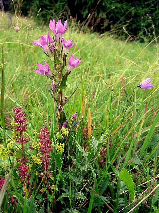 horček včasný-hořeček mnohotvarý český GENTIANELLA PRAECOX