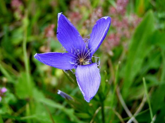 pahorec brvitý - hořec brvitý Gentianopsis ciliata (L.) Ma