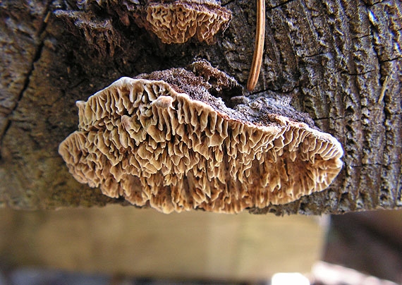 trámovka plotová Gloeophyllum sepiarium (Wulfen) P. Karst.