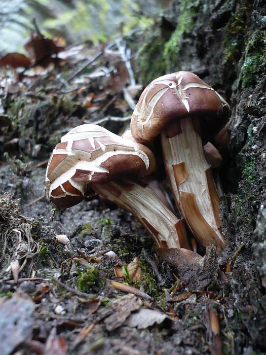 peniazovka vretenovitohlúbiková Gymnopus fusipes (Bull.) Gray