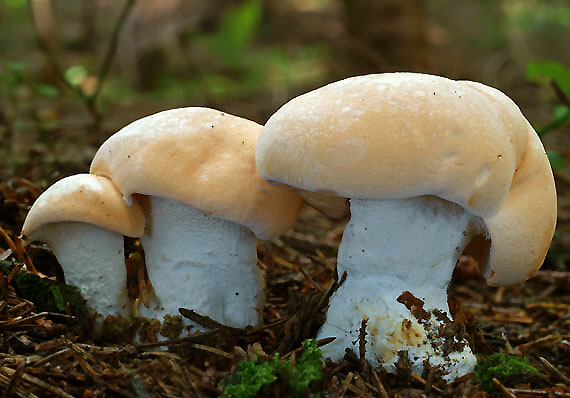 jelenka poprehýbaná Hydnum repandum L.